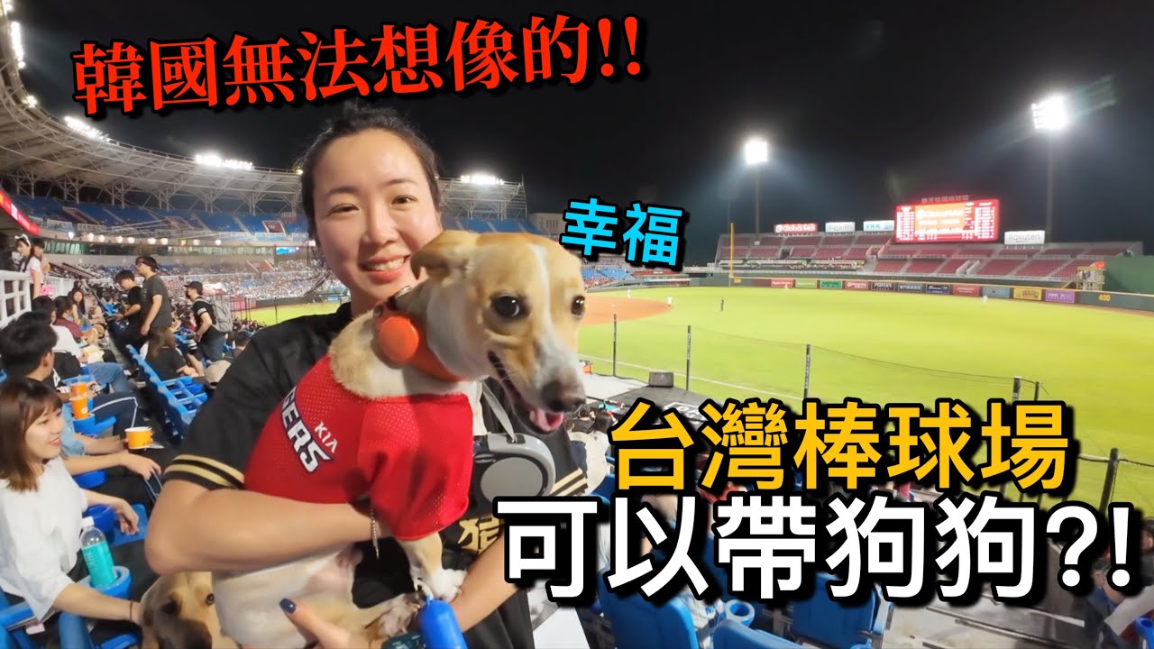 韓國球迷到台灣球場超驚訝～台灣棒球場可以帶狗狗去？！韓國從來沒聽過！！