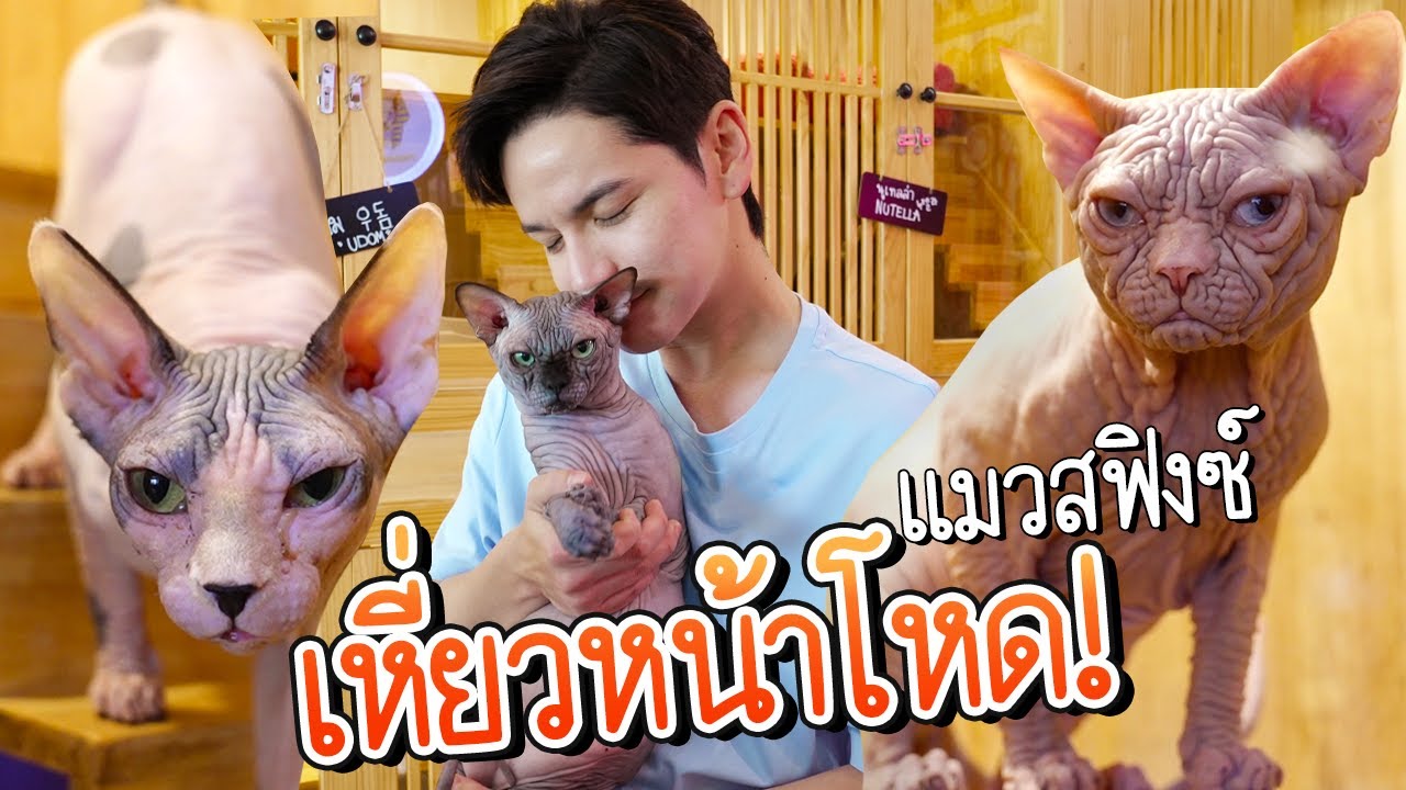 บุกฟาร์มสฟิงซ์ เหี่ยวหน้าโหด แต่อยู่ในโหมดฟรุ้งฟริ้ง! | ติดเต๋า