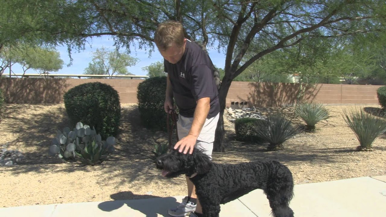 Tips for Mastering the Dog Walk