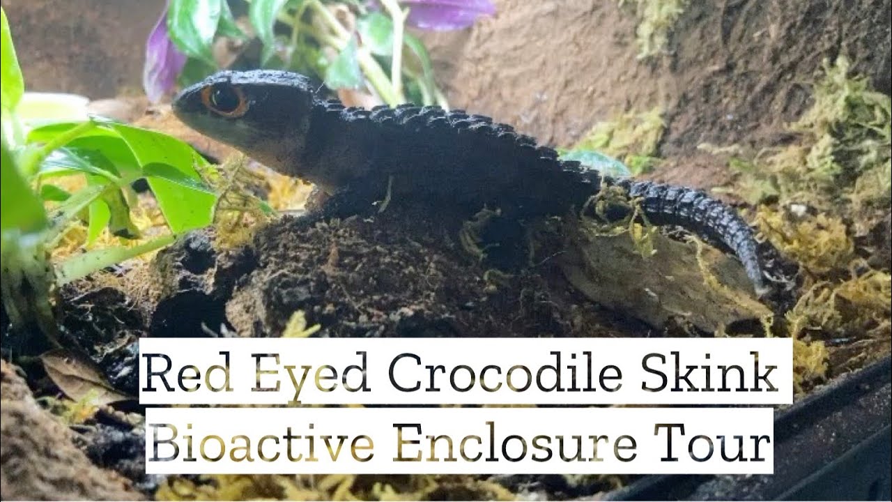 Bioactive Red Eyed Crocodile Skink Enclosure Tour