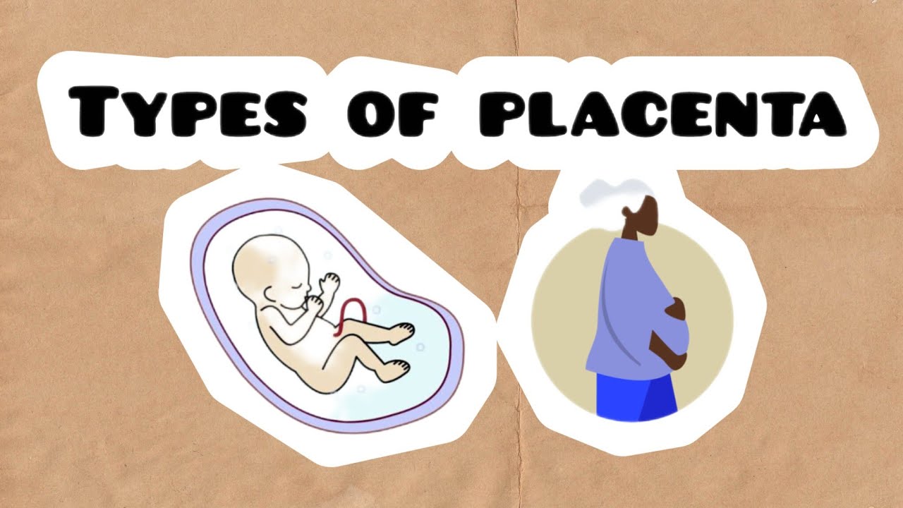 Placenta Classification | Shape, Layers & Origin l Easy Biology Guide #biology #placenta 