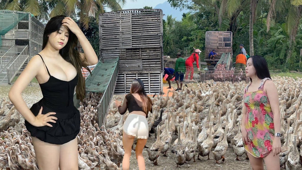Techniques for loading ducks onto trucks for transport to rice fields.