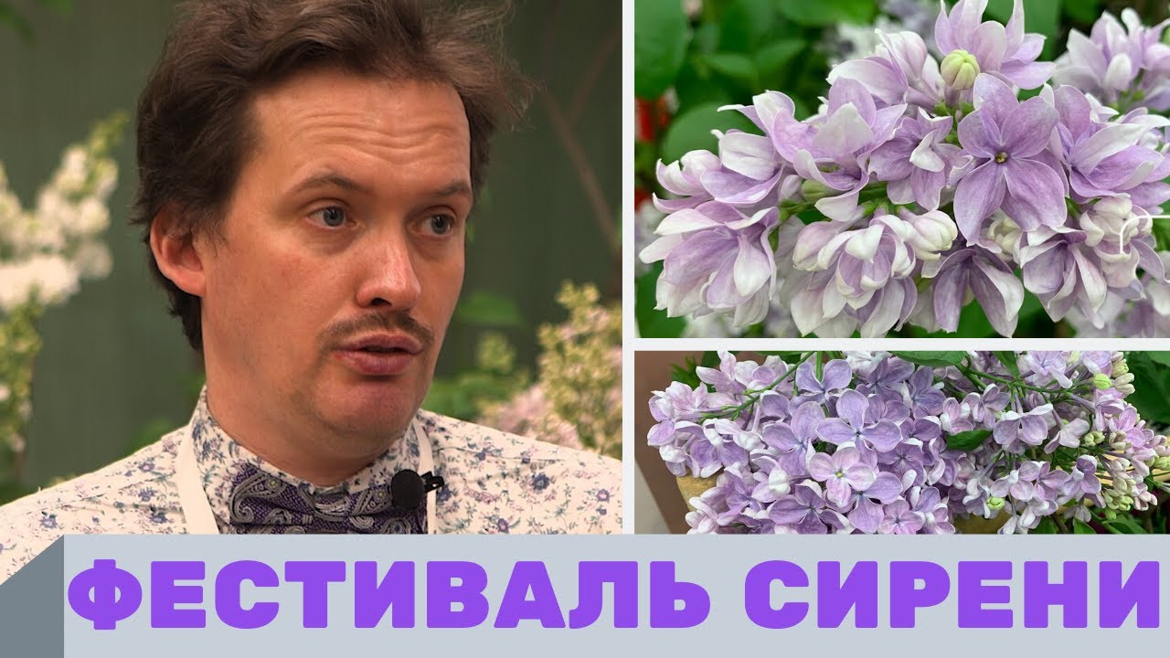 Фестиваль сирени, фестиваль сирени в ботаническом саду