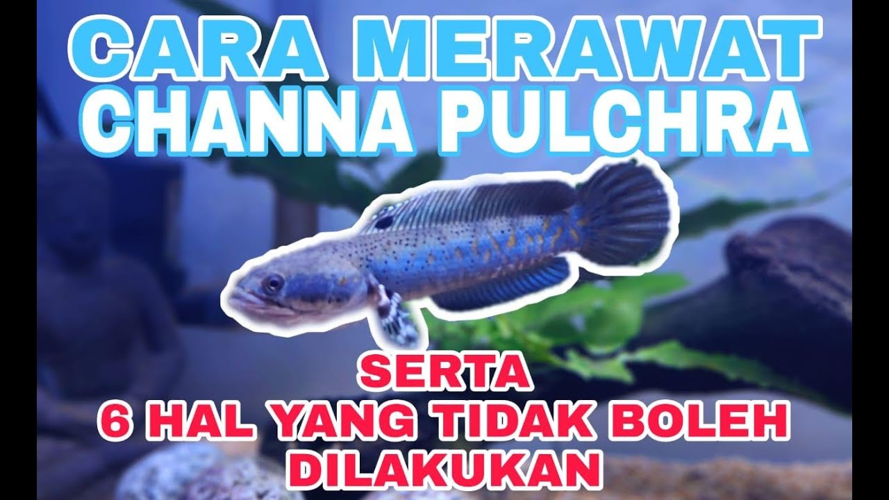 CARA MERAWAT CHANNA PULCHRA || SI IKAN CANTIK DARI MYANMAR || CHANNA BETTA FISH