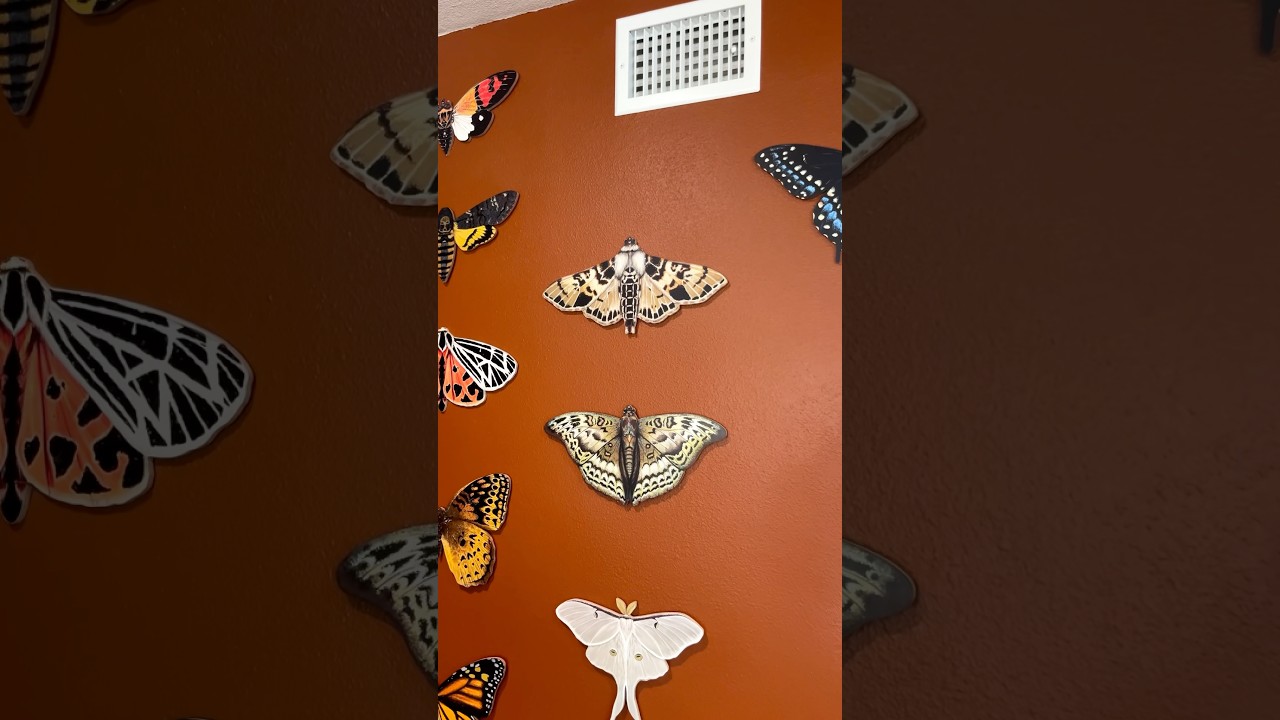 What should I paint next? #moths #butterflies #oddities