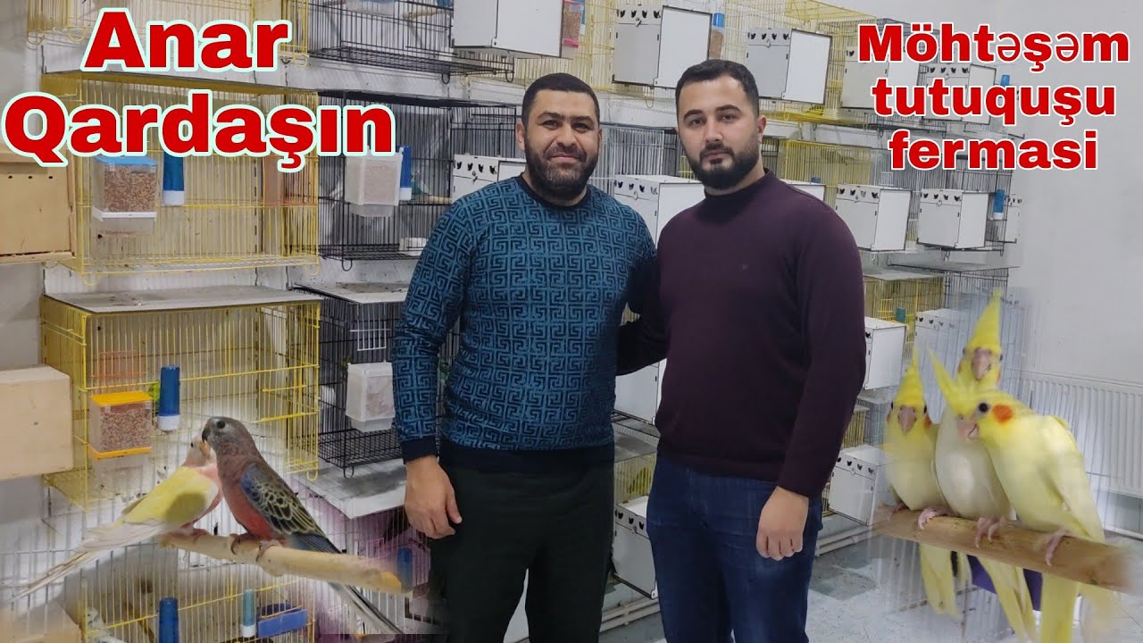 Tutuquşu fermsı.ANAR qardaşın möhtəşəm təsərrüfatı #tutuqusu #mubarizemintv