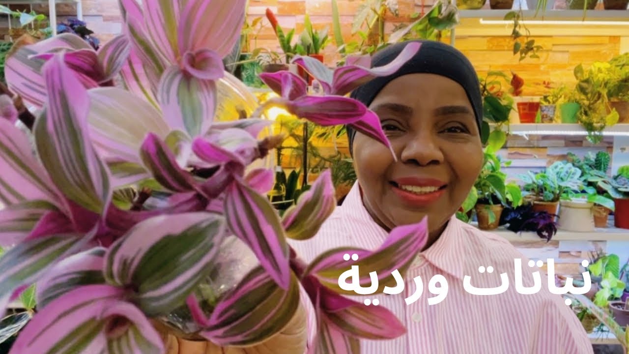 نباتات منزلية وردية في مجموعتي🌸