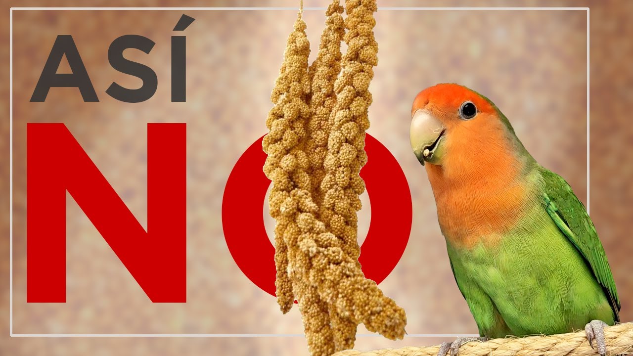 PANIZO o mijo ¿es BUENO para tu LORITO? ~ Agapornis, ninfas, periquitos...