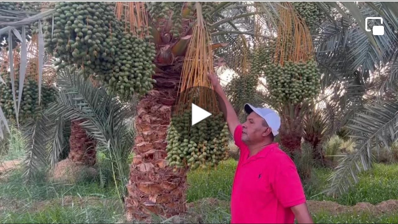 فوائد وأهمية  البوتاسيوم وبرنامج تسميد النخيل و إزاي أحصل على ثمار كبيرة وتحسين جودة الثمار  ؟؟؟!!