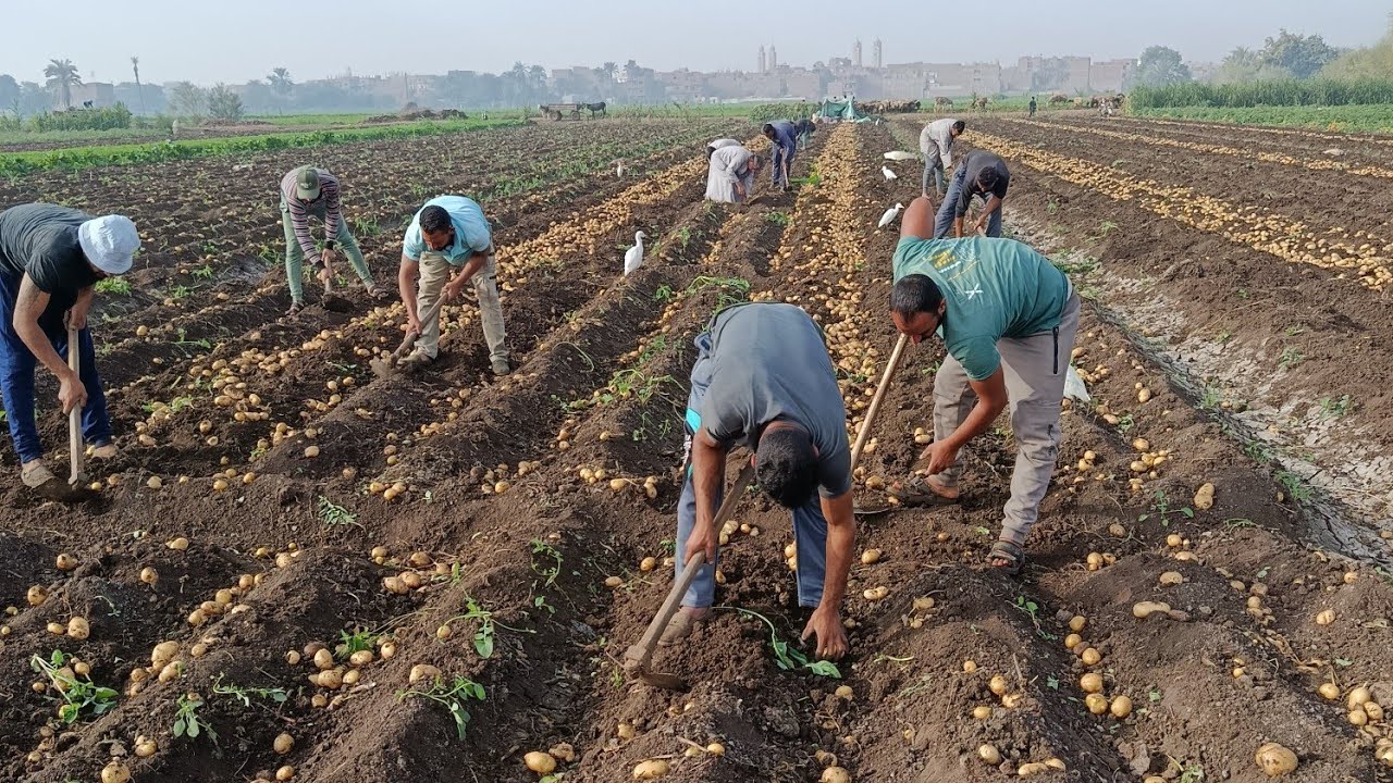 تقليع البطاطس واسعار البطاطس اليوم بالتاريخ 23/11