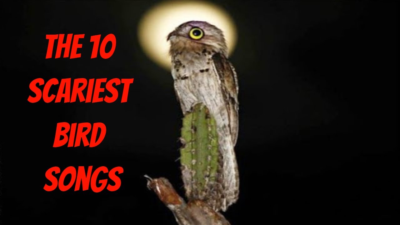 Os 10 cantos mais assustadores de pássaros