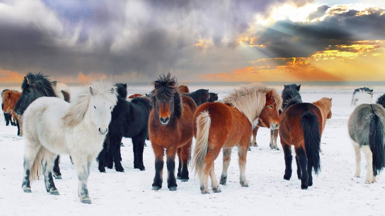 Icelandic HORSES and NATURE SOUNDS with woodwind music to bring you calmness and RELAXation
