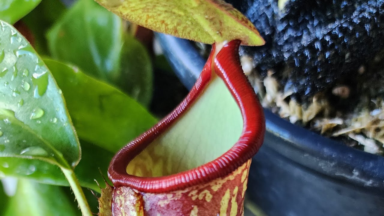 Como fazer mudas de Nepenthes (Plantas carnívoras ep #6).