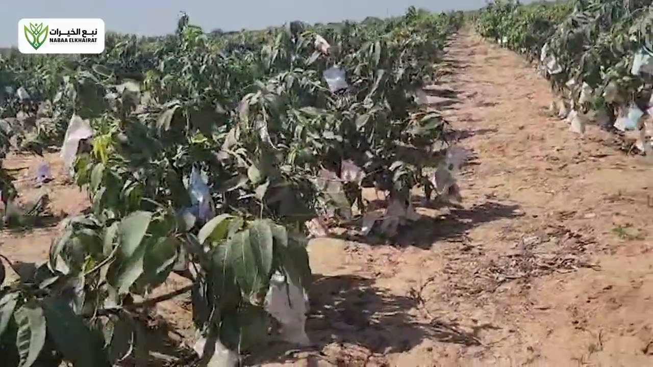 دراسة جدوى والأرباح السنوية لزراعة مانجو الكيت 🥭💰😍