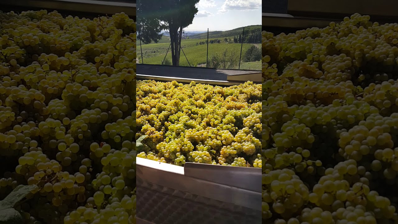 Castello di Brolio harvest 2 #madeinBrolio