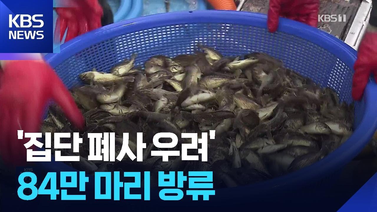 &ldquo;떼죽음할 바엔 차라리&rdquo;&hellip;물고기 84만 마리 방류 / KBS  2025.08.09.