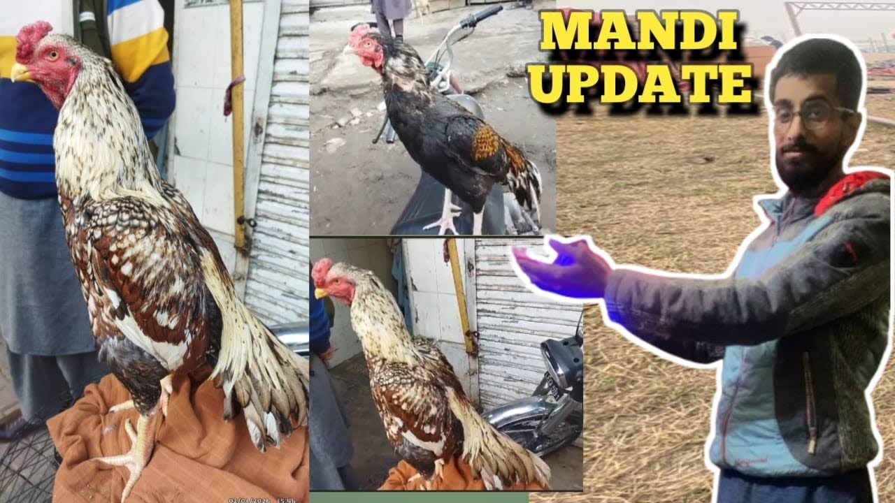 Rawalpindi murga Mandi update 
