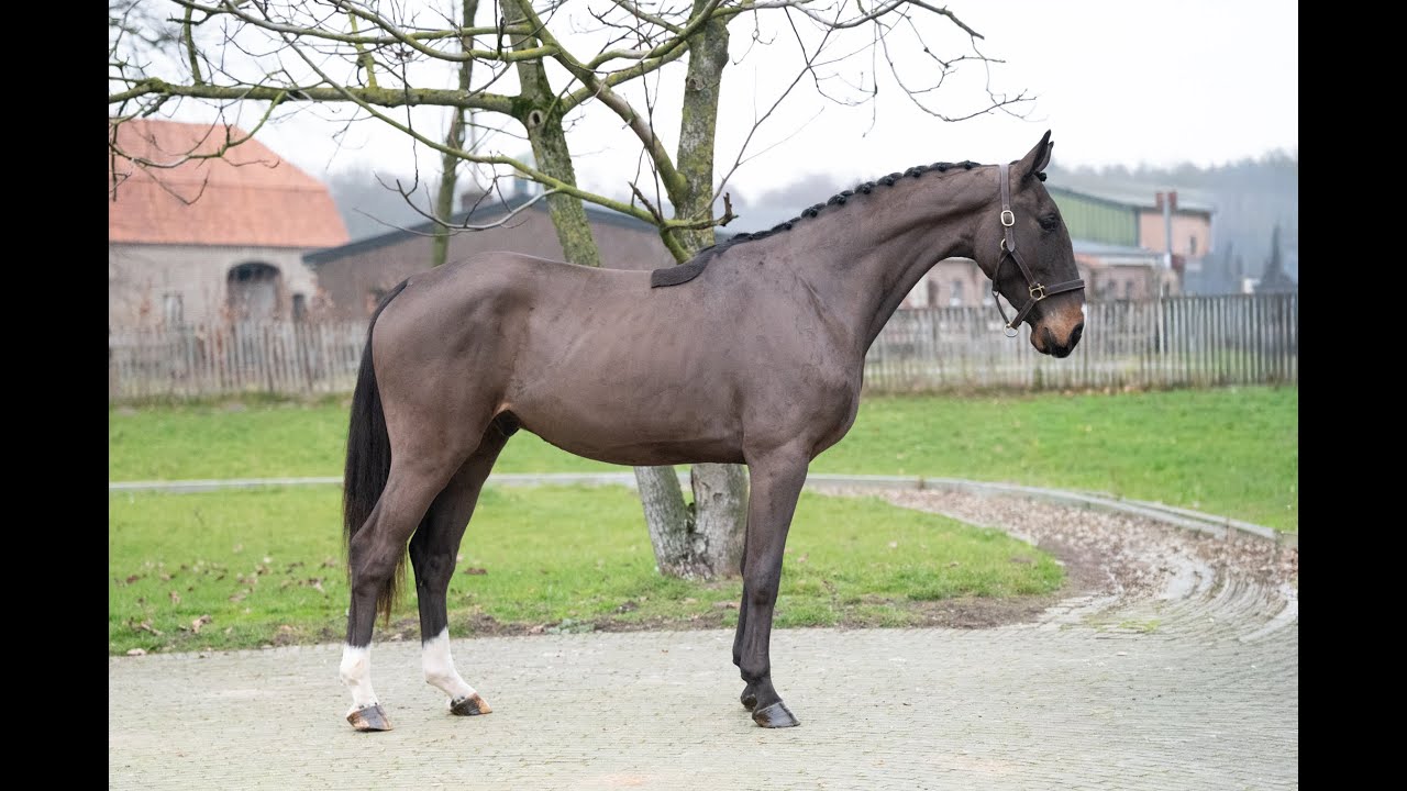 Orion des Courtis Z: Oklund x Salvatore - Gelding 2023