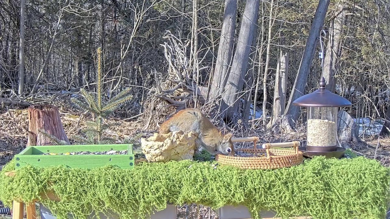 The Buffet is Open 🐿️🐦 | Live Wildlife Feeder Cam – Mar 4