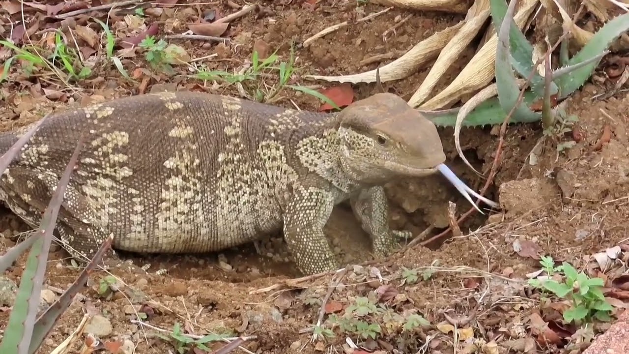 Monitor Lizard preparing burrow to lay eggs.