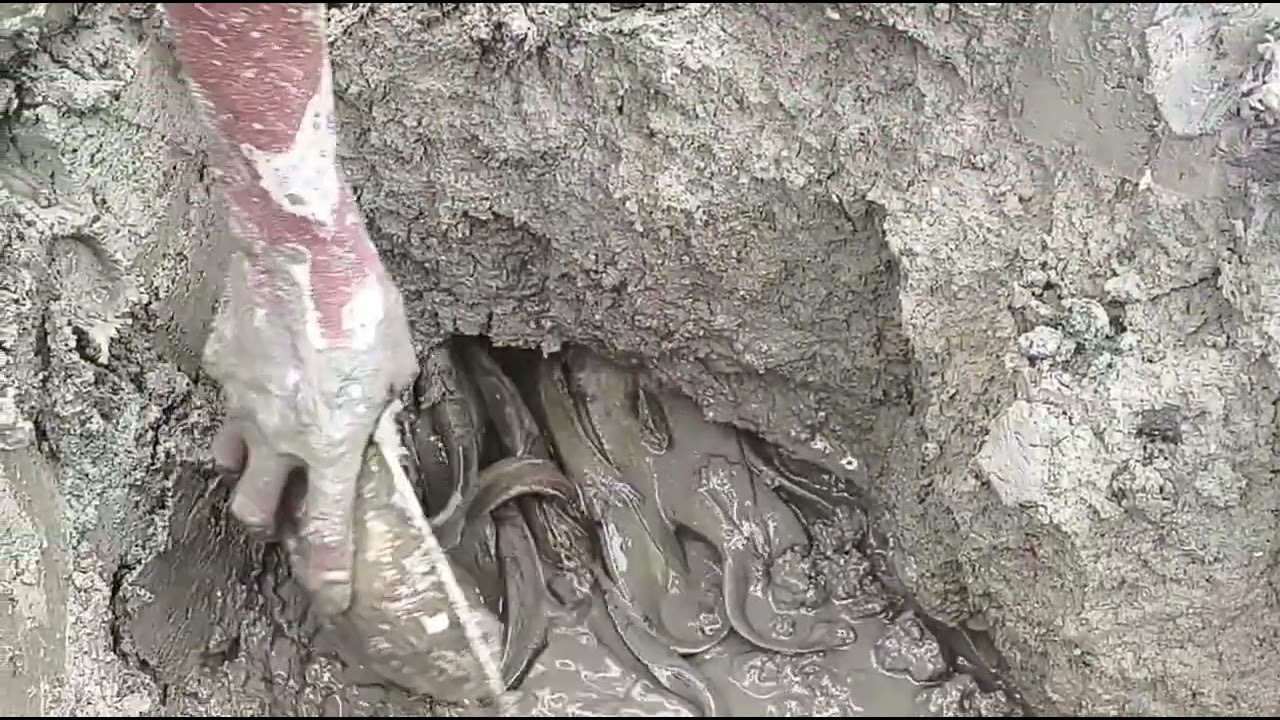 শিং মাছের বাসা। 🐟🐠
