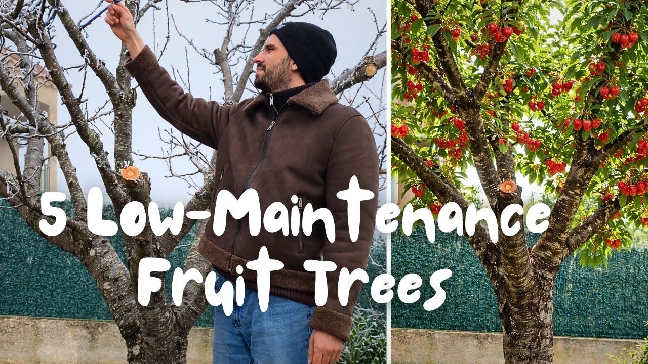 5 Low-Maintenance Fruit Trees That Pay You Back for Decades