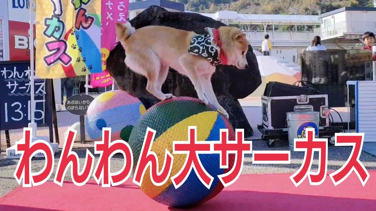 わんわん大サーカス　柴犬のゆのみちゃんがかわいい