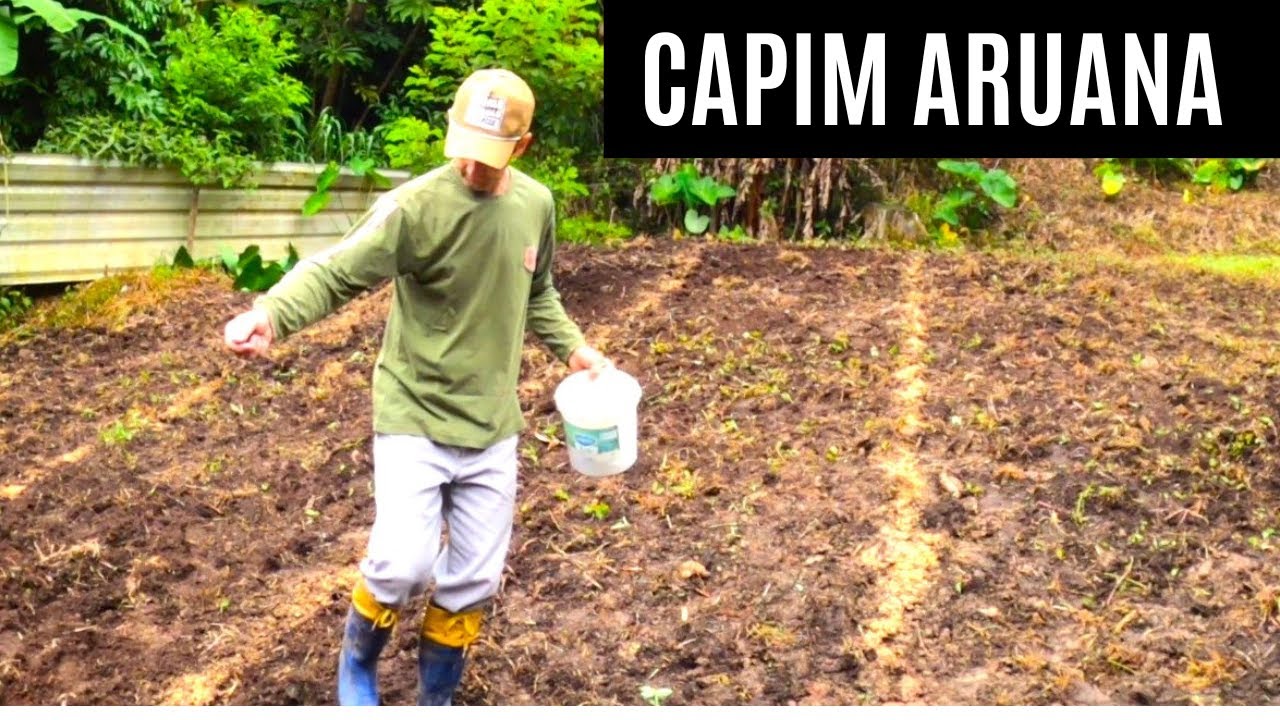 SEMEAR CAPIM ARUANA