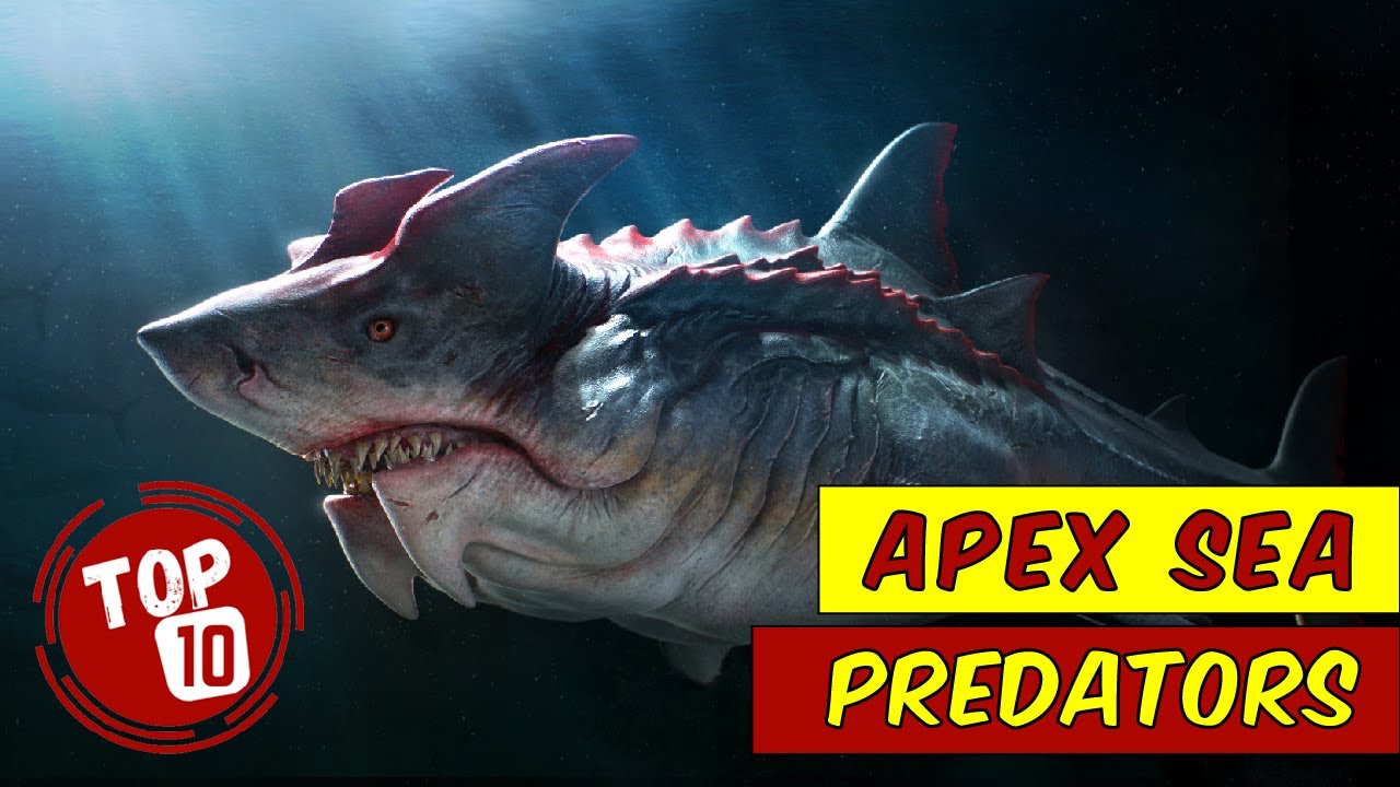 Top 10 Apex Predators In The Deep Sea