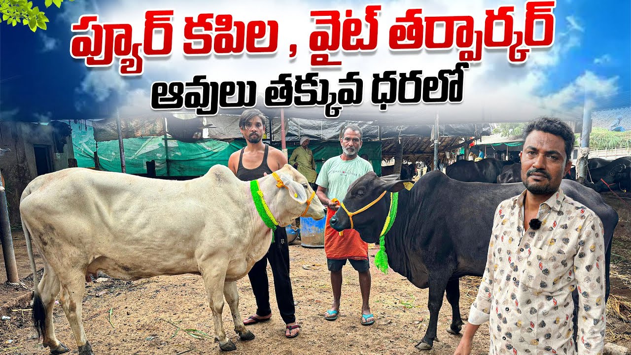ప్యూర్ కపిల , వైట్ తర్పార్కర్ ఆవులు తక్కువ ధరలో … || kapila Sahiwal Cows price in market