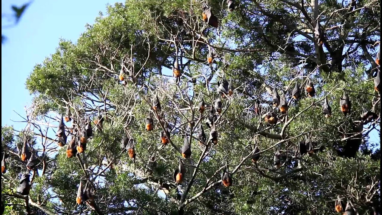 Grey-headed Flying-foxes