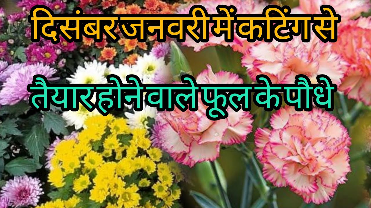  जनवरी–फरवरी में कटिंग लगाइए 🌿 ये पौधे 100% सफल होंगे | सर्दी स्पेशल