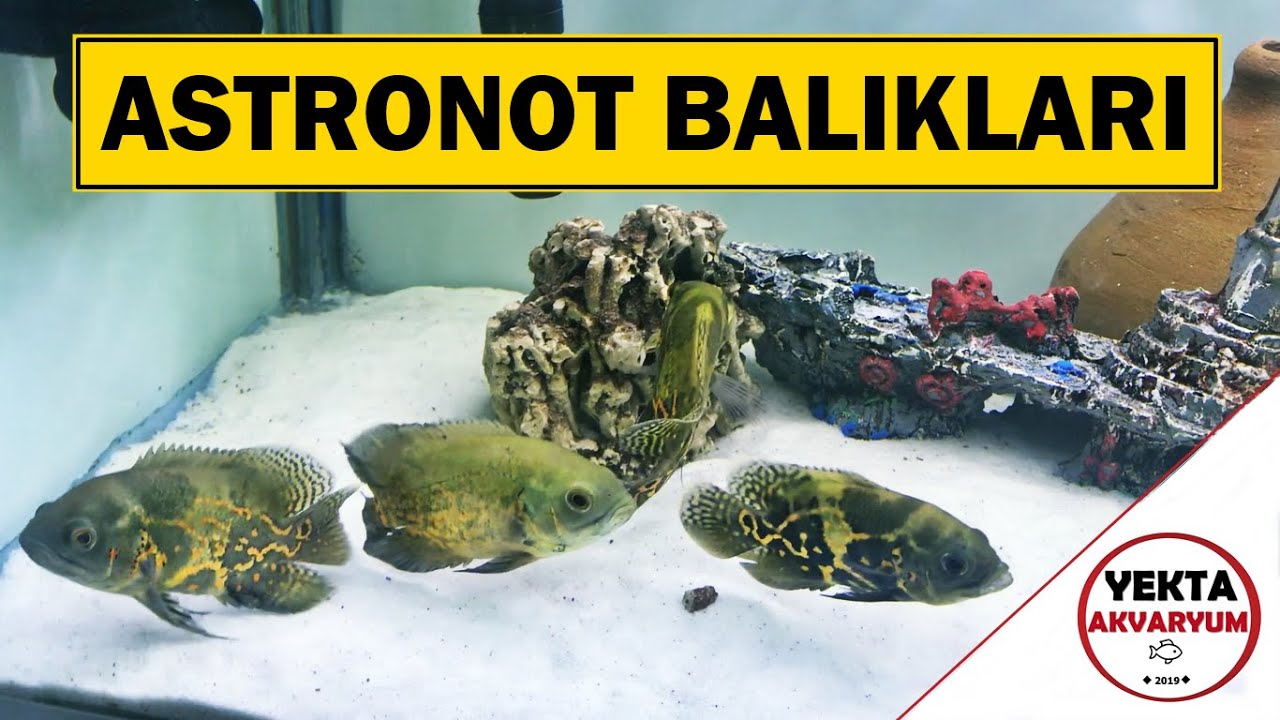 Astronot (Oscar) Balığı | Sevdiren Balık