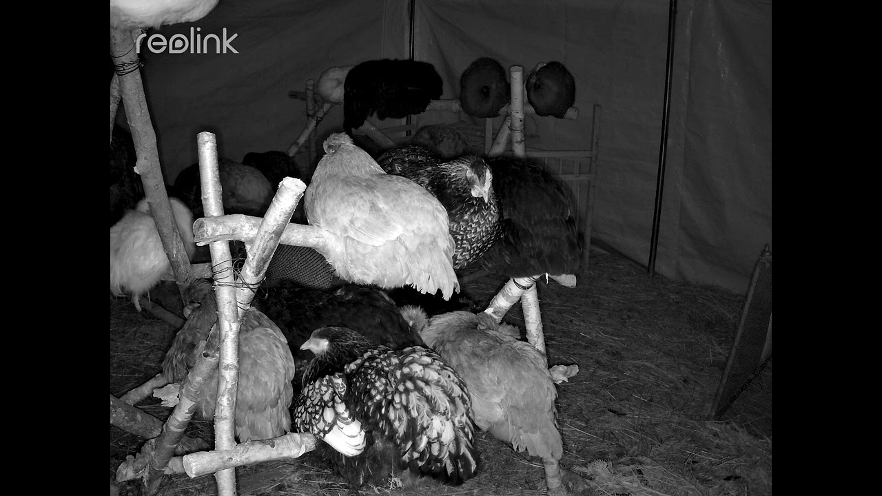 1Hour of Chicken SleepingRelaxing Farm Sounds 1Hora de Gallinas DurmiendoSonidos Relajantes de Granj