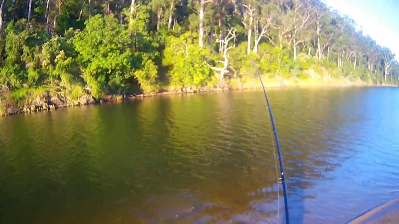 Bega River Flathead