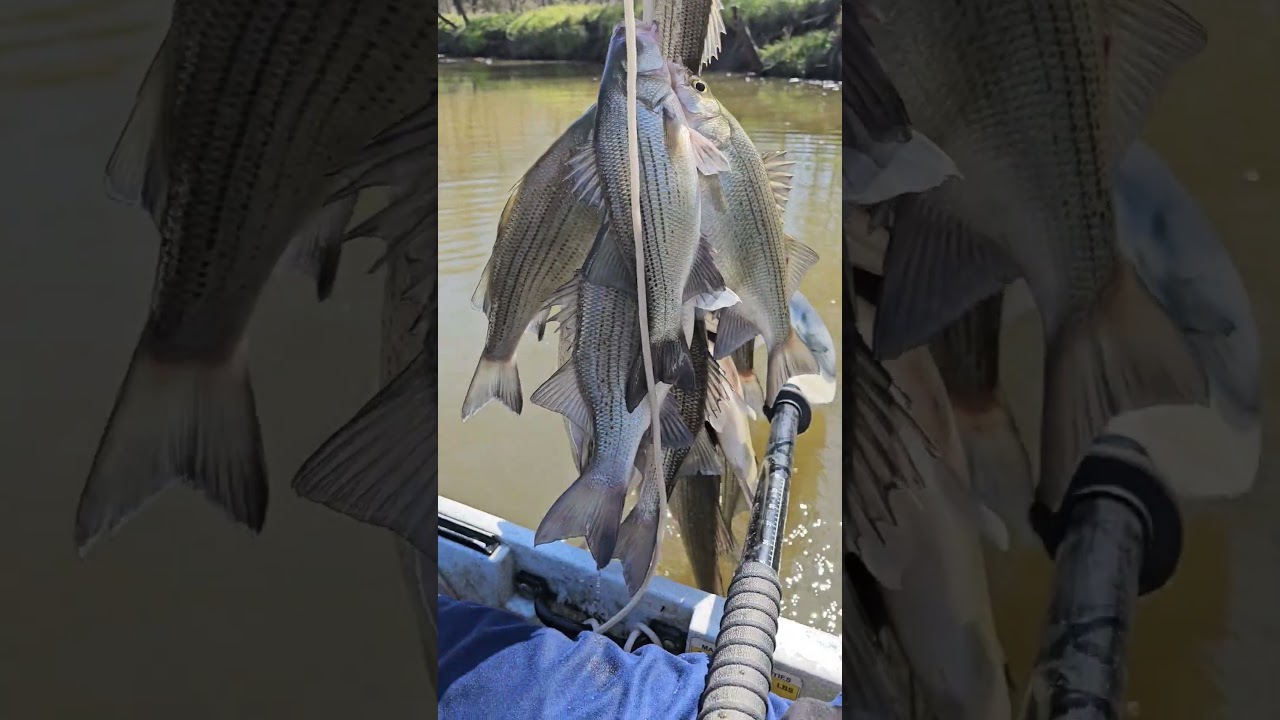 #Texas #Fishing #whitebass #sandbass #creekfishing #therun #dallas