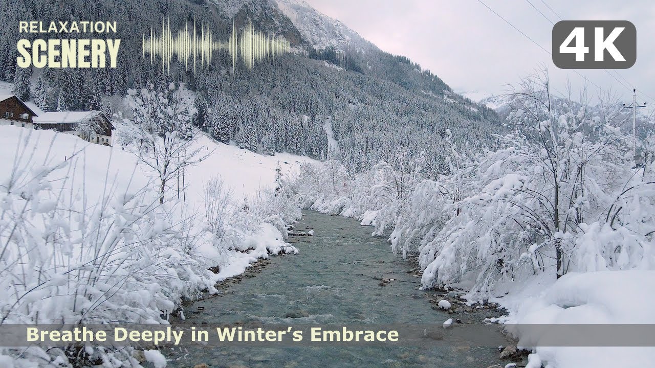 🌲 4K Frosted Forest: Stillness, Snow, and Soothing Winter Sounds 🎶
