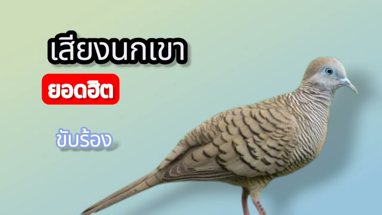 เสียงนกเขา