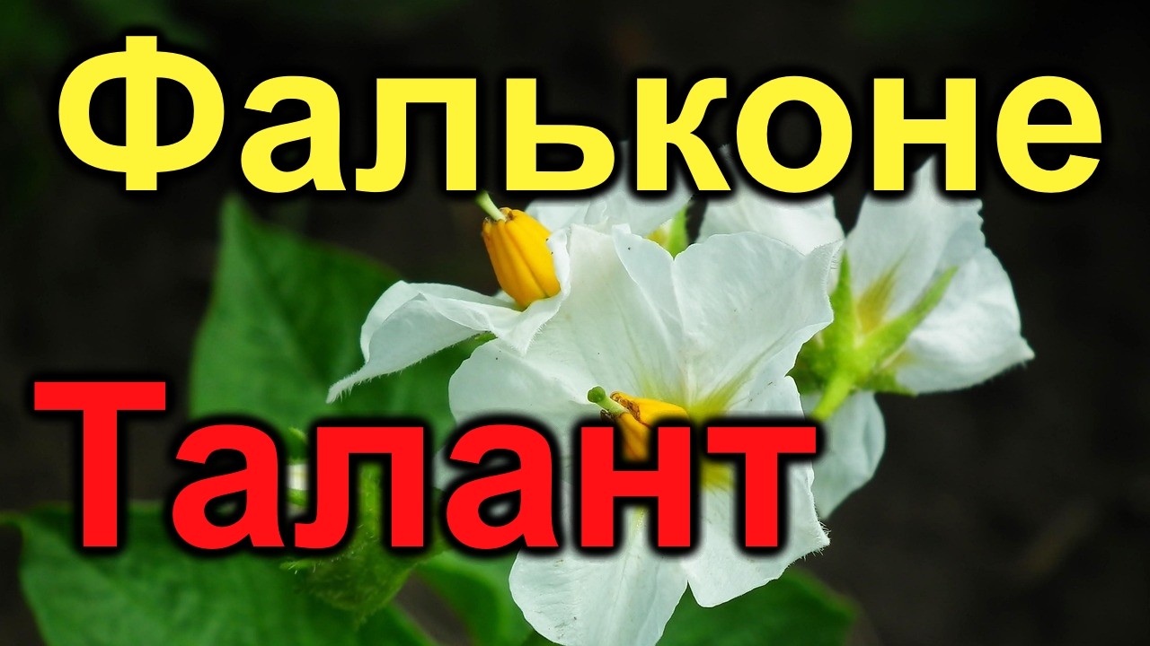 Фальконе.Талант