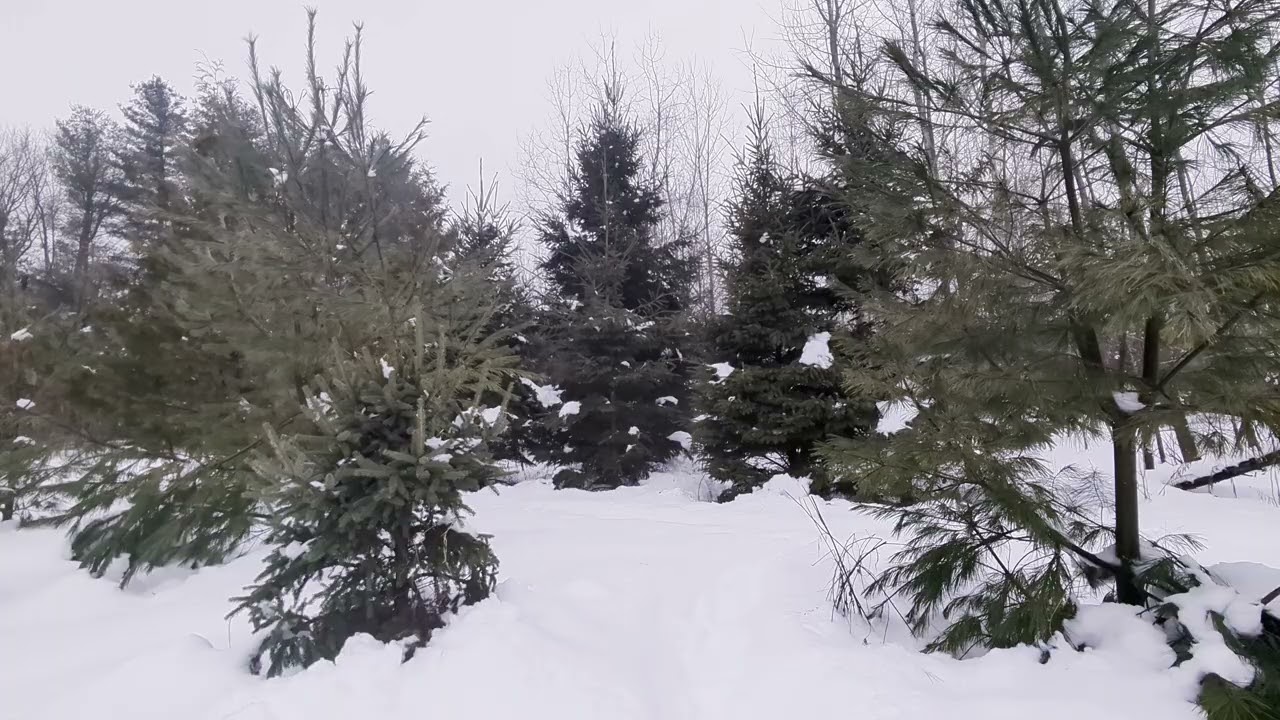 Peaceful Snowy Woods with Gentle Focus Music