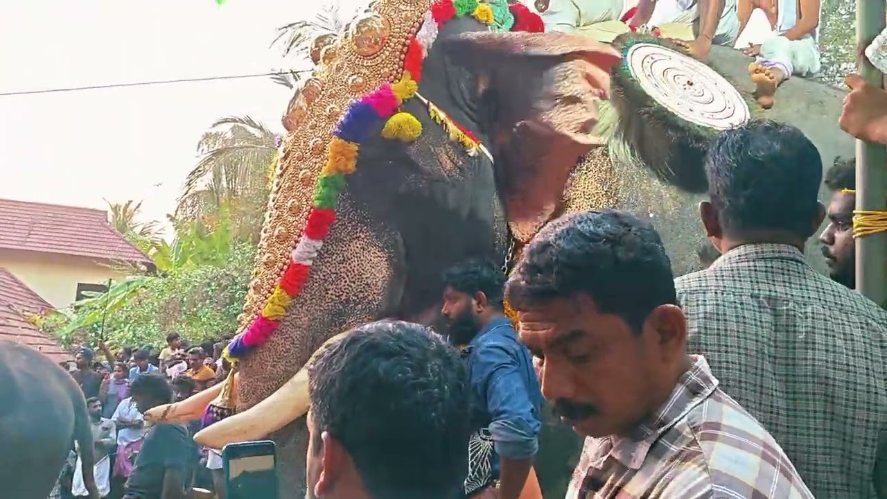 Pariyanampatta pooram 2026 #ulsavam2026 #pooram #kerala 