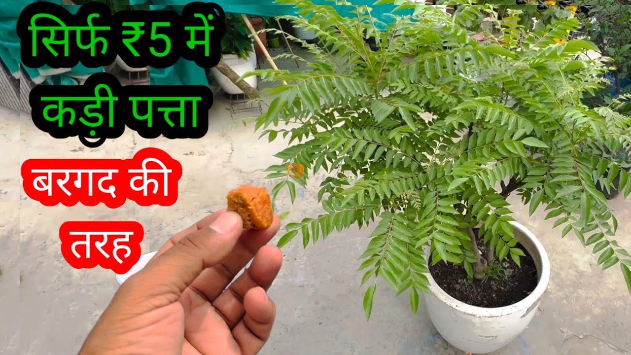 सिर्फ ₹5 में कड़ी पत्ता मीठा नीम करें बरगद की तरह हरा भरा