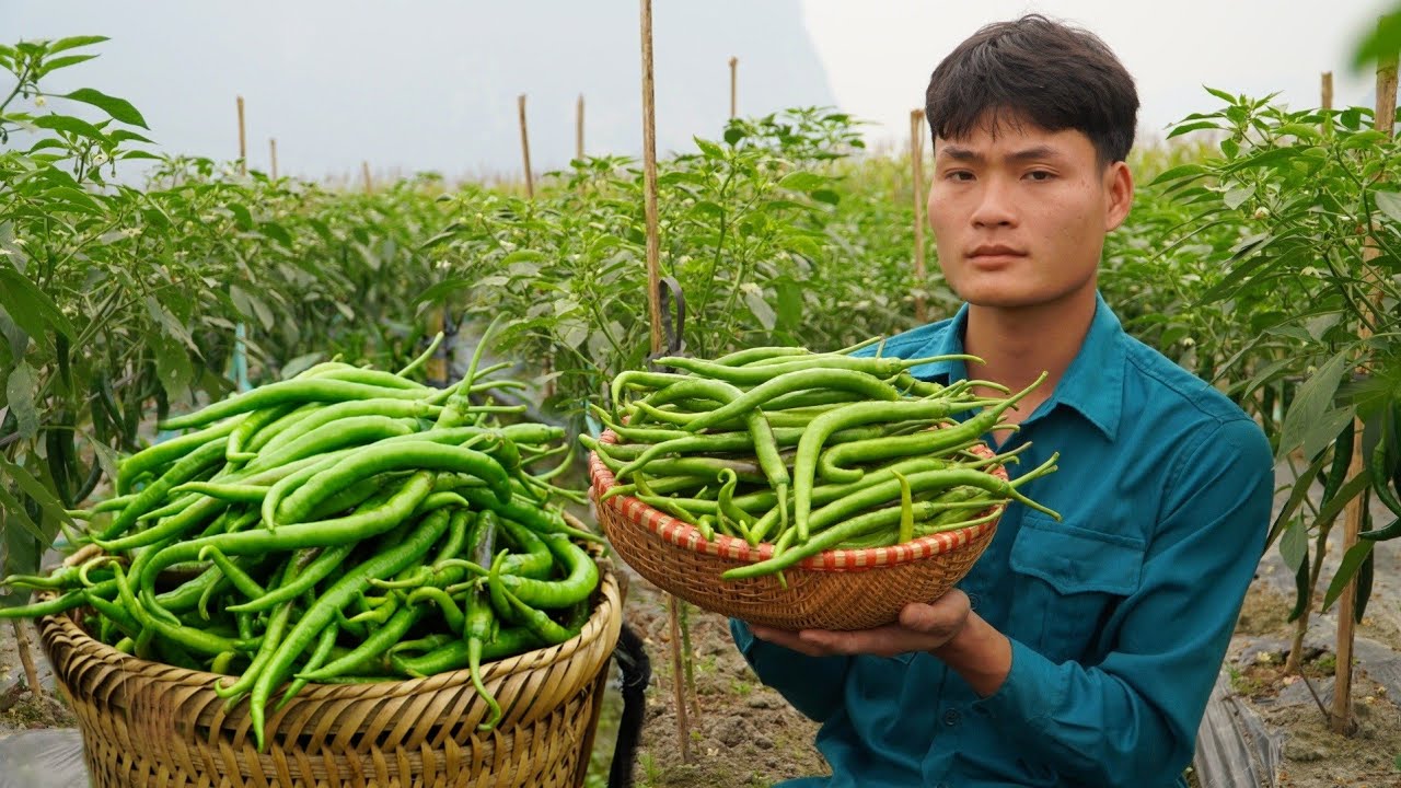 Harvest Sweet Peppers to Sell at the Market, Growing Taro On The Farm