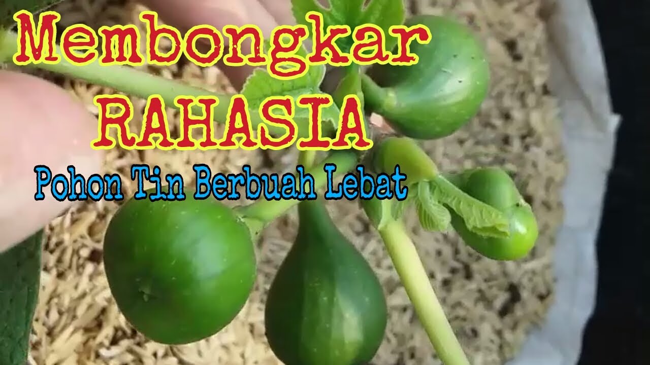Cara pohon tin berbuah lebat