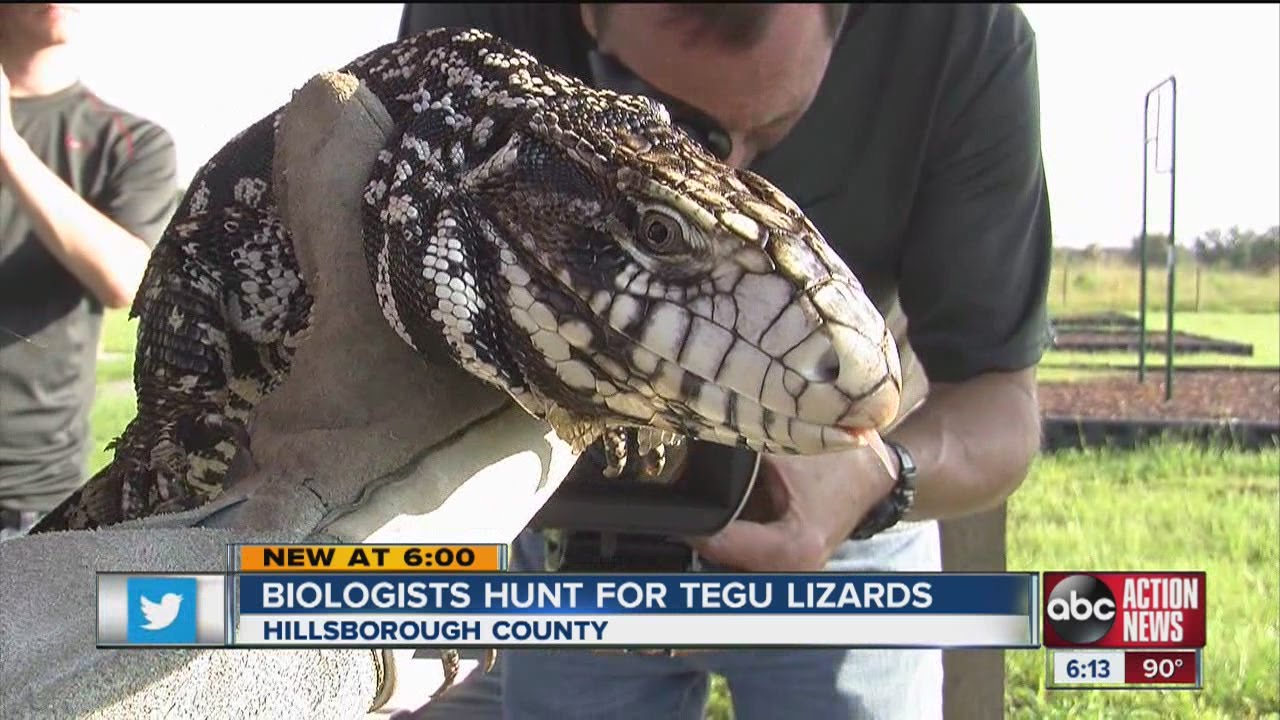Tegu lizards detroying Florida wildlife