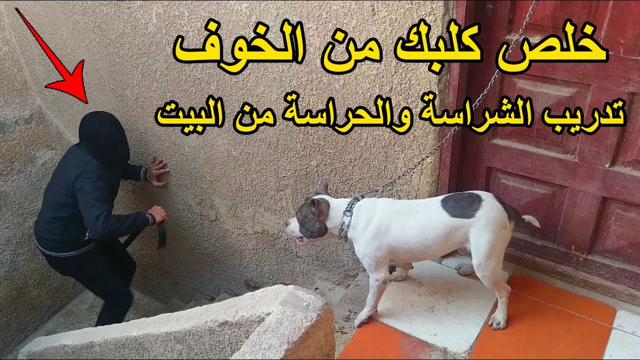 خطوات تدريب الكلاب على الشراسه مفتاح الشراسه للكلاب مهم لجعل كلبك حارس وشجاع مع التنكر