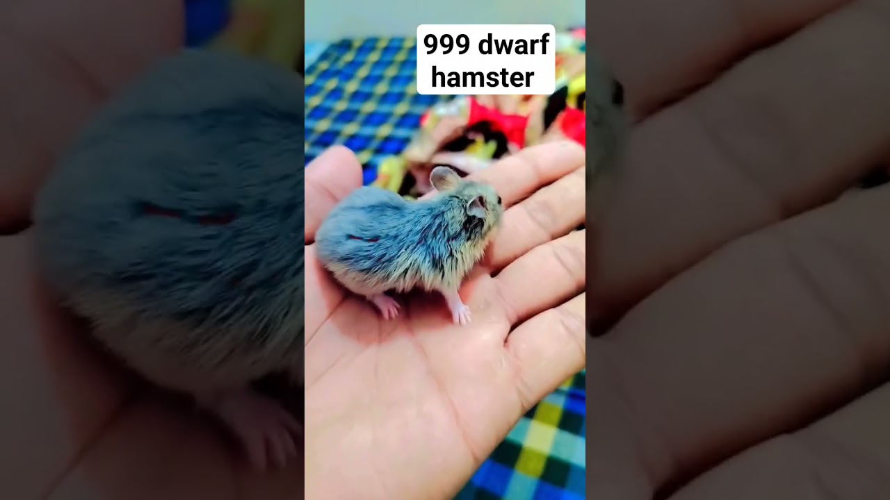very low price hamster for sale in dlehi first tym so many low price babies contact me 9910709892