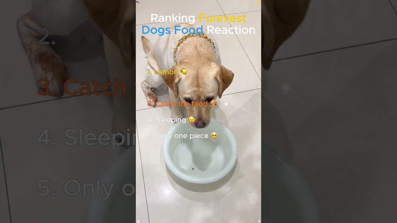 FUNNY DOGS FOOD REACTION 😂 #dog #funny #funnydogs  #viralshorts2025 #shorts