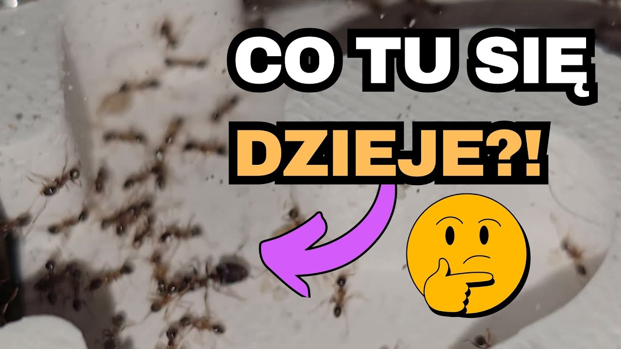 Legendarne Mrówki Pheidole Indica WRÓCIŁY do Mojej Hodowli!