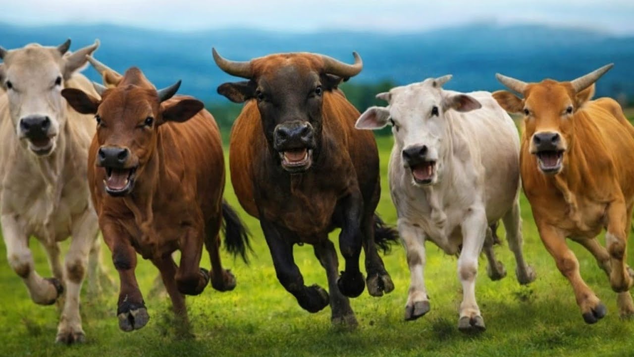herding tame cows walking in the afternoon, cow sound cow Moo